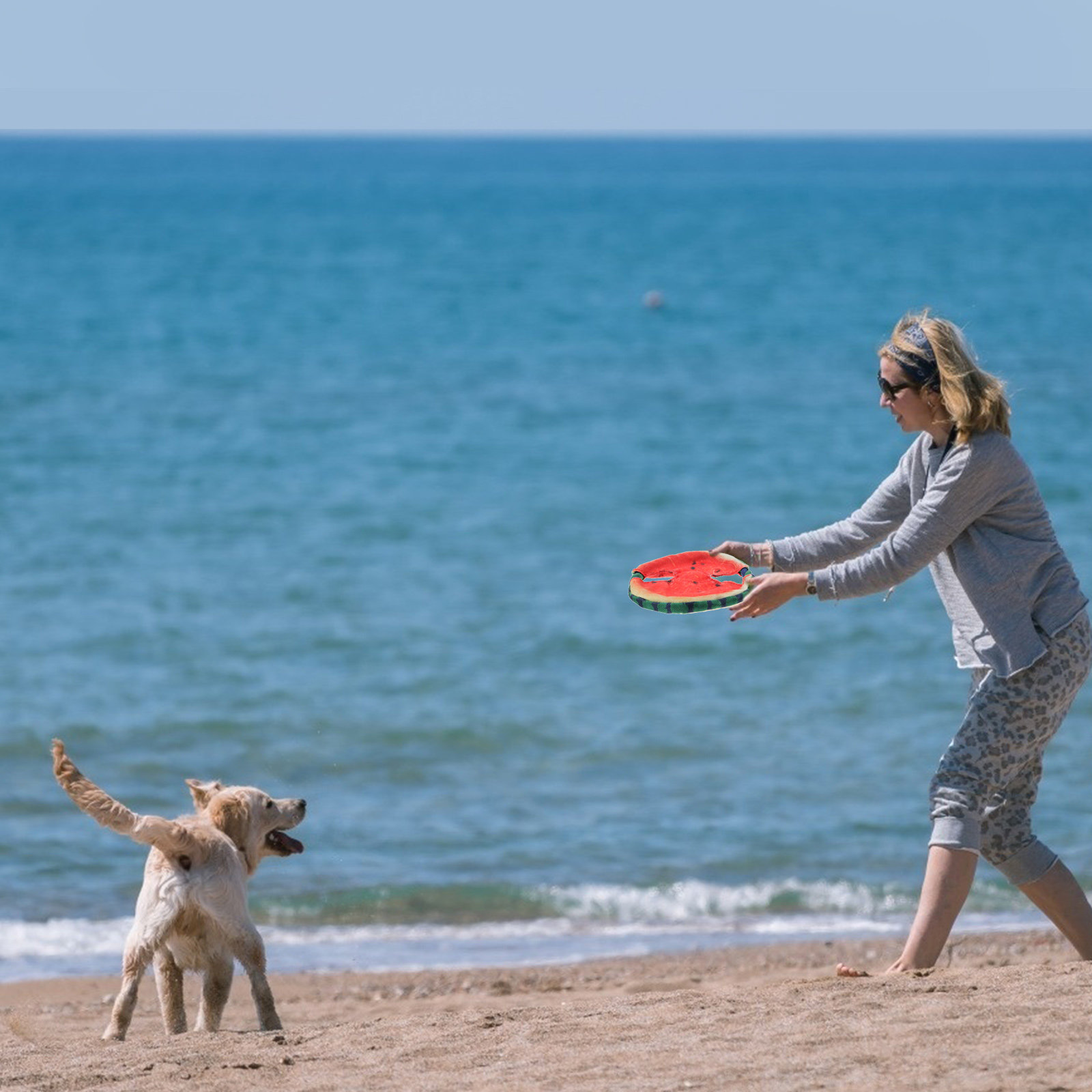 لعبة تدريب الحيوانات الأليفة خ - مراجعة Flying Disc Dog Training Toy وسعره